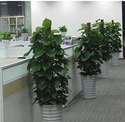 海南办公室绿植租赁，你需要考虑哪些方面